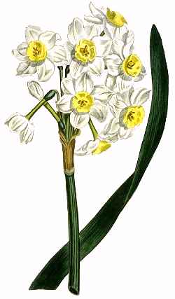 Polyanthus Narcissus(Narcissus tazetta)