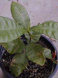 Cashew, Pajuil, Maranon(Anacardium occidentale)