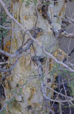 Elephant Tree, Copalquín, Torote Blanco(Pachycormus discolor)