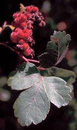 Fragrant Sumac, Lemon Sumac(Rhus aromatica)