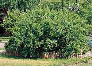 Fragrant Sumac, Lemon Sumac(Rhus aromatica)