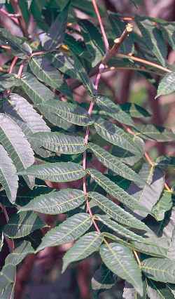 Smooth Sumac(Rhus glabra)