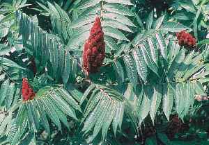 Staghorn Sumac(Rhus hirta)