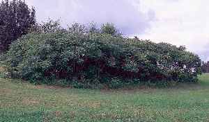 Staghorn Sumac(Rhus hirta)