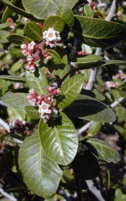 Kearney's sumac, Desert Sumac(Rhus kearneyi ssp. kearneyi )