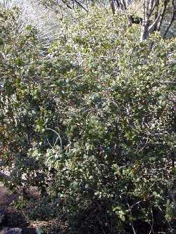 Kearney's sumac, Desert Sumac(Rhus kearneyi ssp. kearneyi )