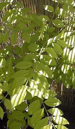 Red Mombin, Spanish Plum(Spondias purpurea)