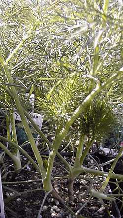 Dill(Anethum graveolens)