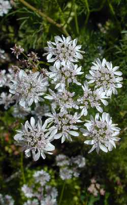 Coriander, Cilantro, Chinese Parsley(Coriandrum sativum)