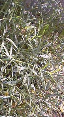 Samphire(Crithmum maritimum)