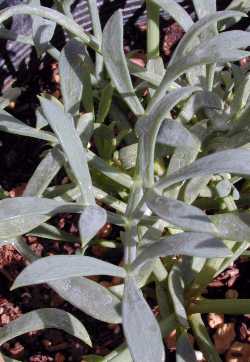 Samphire(Crithmum maritimum)