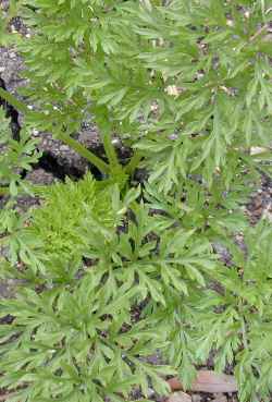 Carrot(Daucus carota)