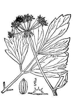 Garden Lovage(Levisticum officinale)