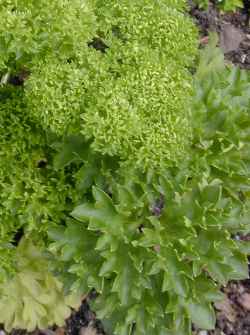 Parsley(Petroselinum crispum)