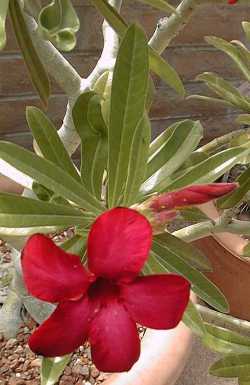 Desert Rose(Adenium obesum)