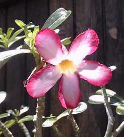 Desert Rose(Adenium obesum)
