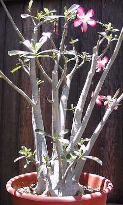 Desert Rose(Adenium obesum)