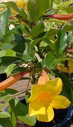 Golden Trumpet(Allamanda cathartica)