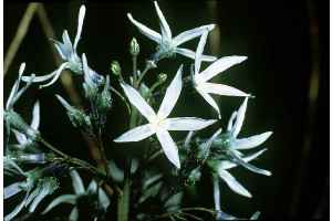 Eastern Bluestar, Blue Dogbane(Amsonia tabernaemontana)