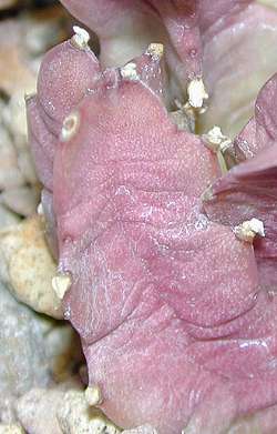 (Caralluma diffusa)