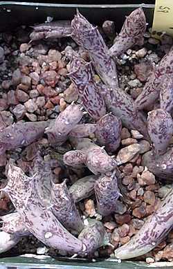 (Caralluma deflersiana)