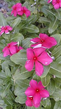 Vinca, Madagascar Periwinkle(Catharanthus roseus)