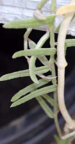 Togo Tangle(Ceropegia gemmifera)