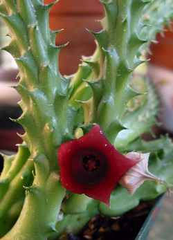 (Huernia schneiderana)