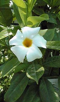 Mandevilla(Mandevilla boliviensis)