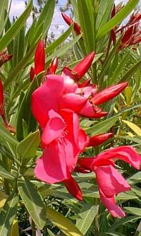 Oleander, Rose Bay(Nerium oleander)