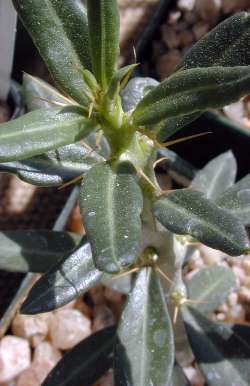 (Pachypodium bispinosum)
