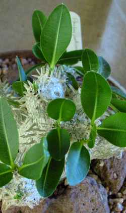 (Pachypodium brevicaule)