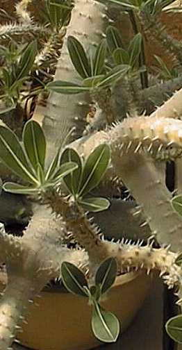 (Pachypodium densiflorum)