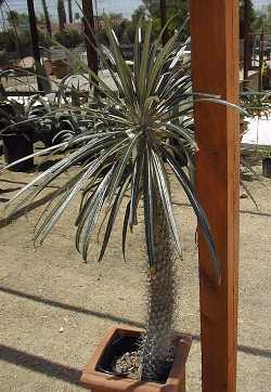 (Pachypodium geayi)