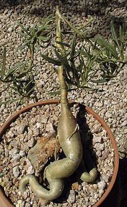 (Pachypodium griquense)