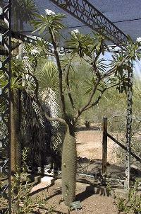 Madagascar Palm, Club Foot(Pachypodium lamerei)