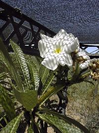 Madagascar Palm, Club Foot(Pachypodium lamerei)