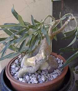 (Pachypodium succulentum)