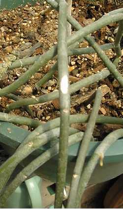 Rapunzel Plant, Somabutta (Sarcostemma viminale)