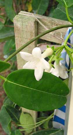 Stephanotis, Bridal Wreath(Stephanotis floribunda)