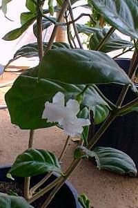 Carnation of India, Crepe Jasmine(Tabernaemontana divaricata)