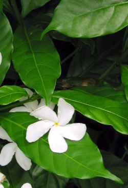 Carnation of India, Crepe Jasmine(Tabernaemontana divaricata)