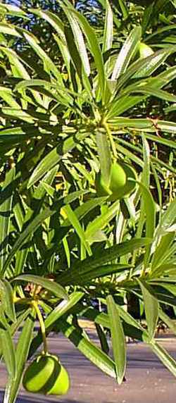 Yellow Oleander, Lucky Nut(Thevetia peruviana)