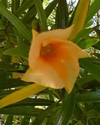Yellow Oleander, Lucky Nut(Thevetia peruviana)