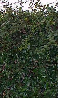 Star Jasmine(Trachelospermum jasminoides)