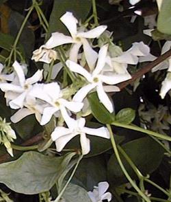 Star Jasmine(Trachelospermum jasminoides)