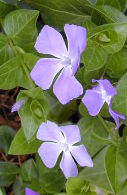 Periwinkle(Vinca major)