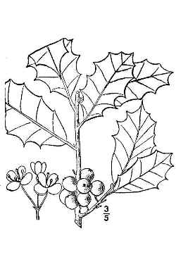 American Holly(Ilex opaca)