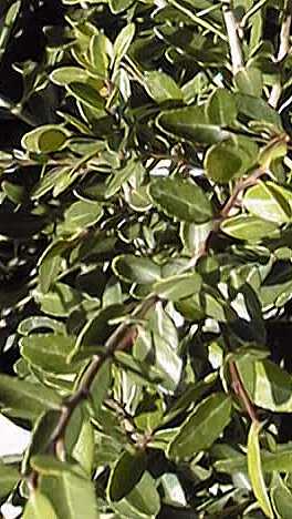 Yaupon(Ilex vomitoria)