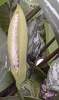 Chinese Evergreen(Aglaonema commutatum)